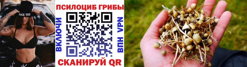 наркошоп  Воронеж  Псилоцибиновые грибы GOLDEN TEACHER 